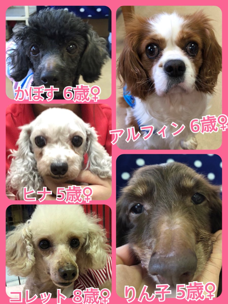 🐾今日の里親様募集中ワンコ🐶メンバーです🐾2019,4,4